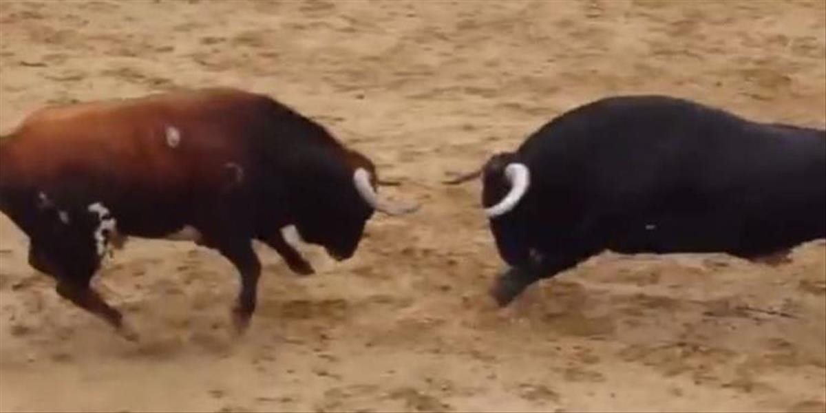 Smutné VIDEO: Dva býky sa v aréne vyhli pomalej smrti, zrazili sa hlavami a boli na mieste mŕtvi