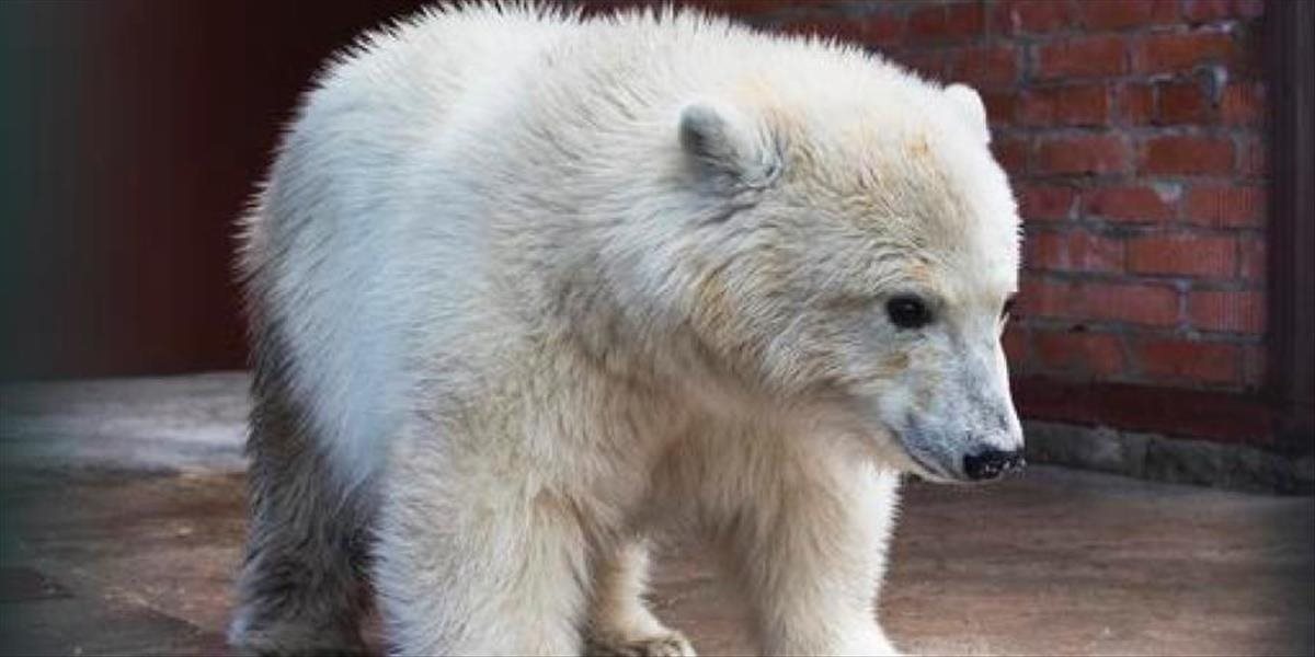 Mláďa polárneho medveďa dopravilo do Moskvy z Ďalekého východu vojenské lietadlo