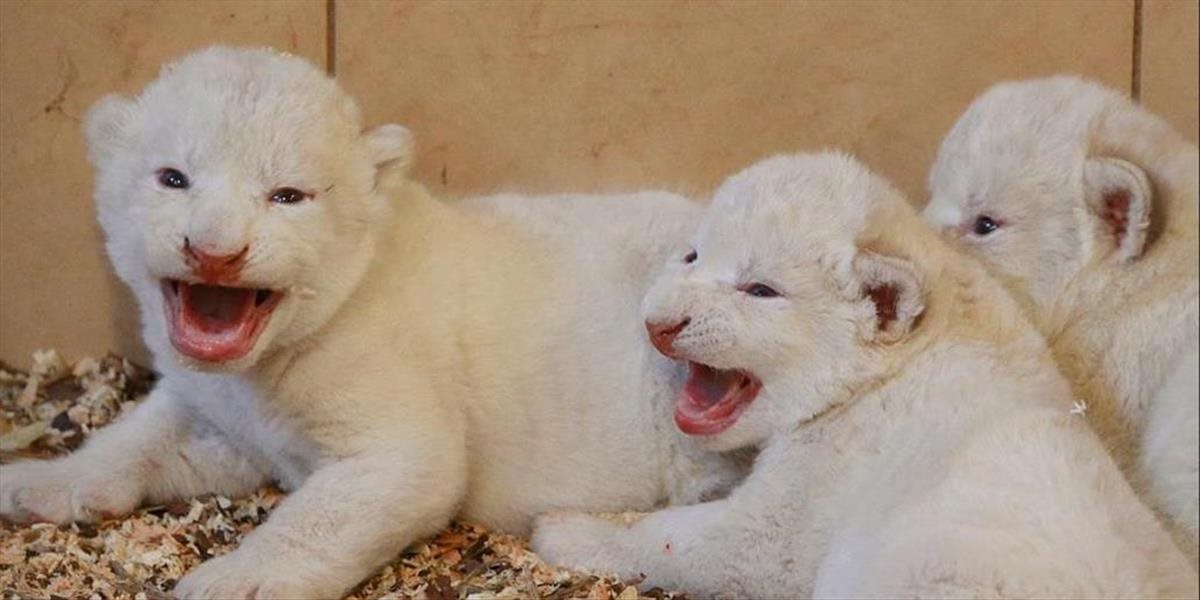 VIDEO Štyri biele levíčatá a tri biele tigríčatá prišli na svet v poľskom safari parku