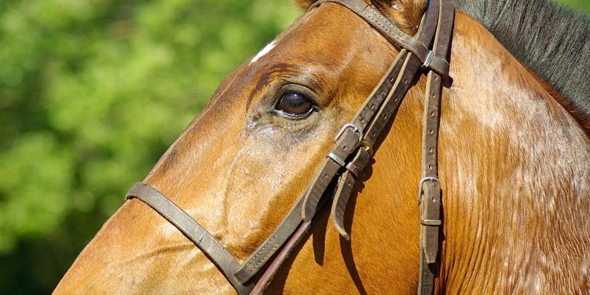 V obci Víťazovce ukradli mladého športového koňa