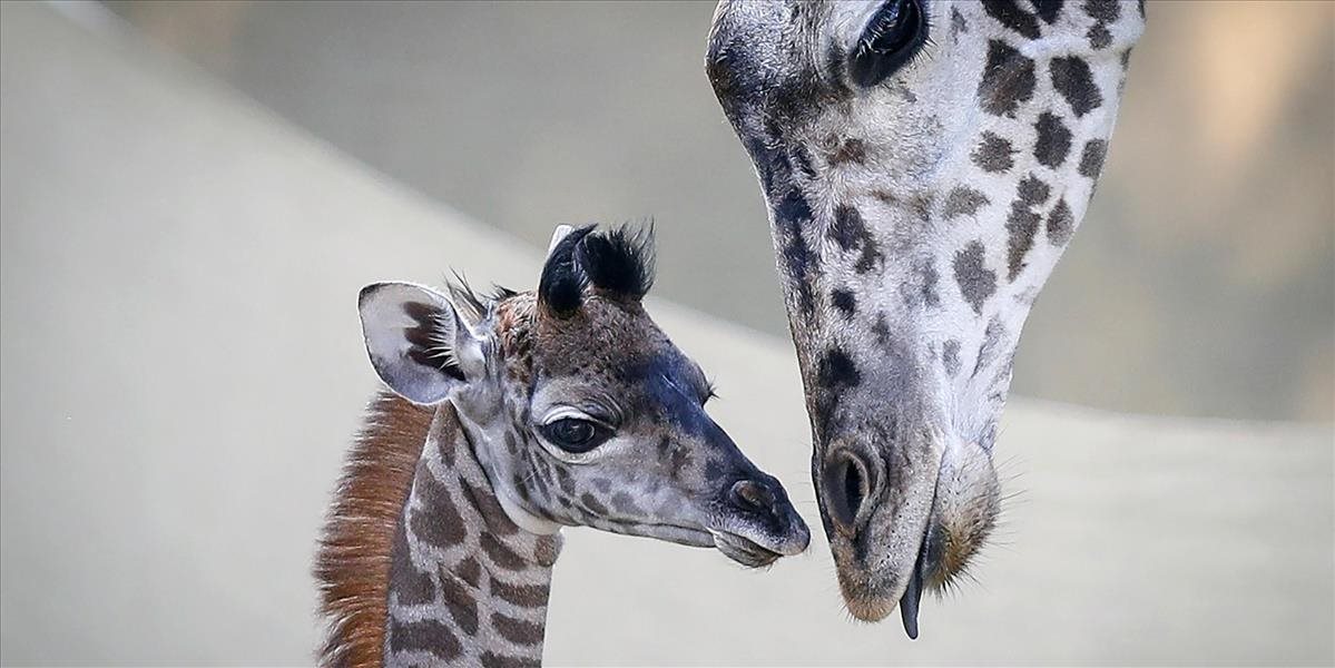 V košickej zoo sa po dvojročnej pauze narodilo mláďa zebry