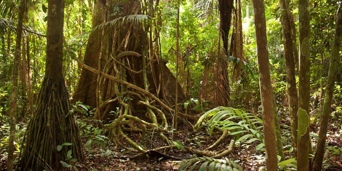 V amazonskom pralese zaživa upálili ženu obvinenú z čarodejníctva