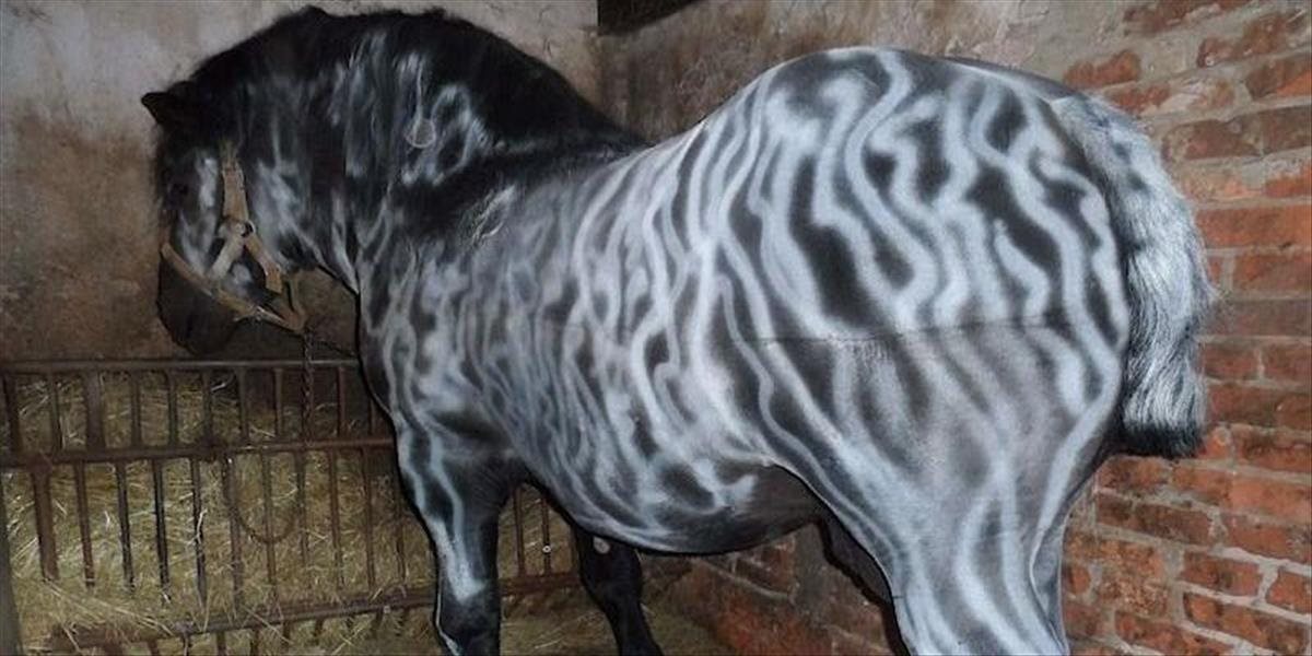 FOTO Kuriozita v Česku: Sprejer prefarbil koňa na zebru