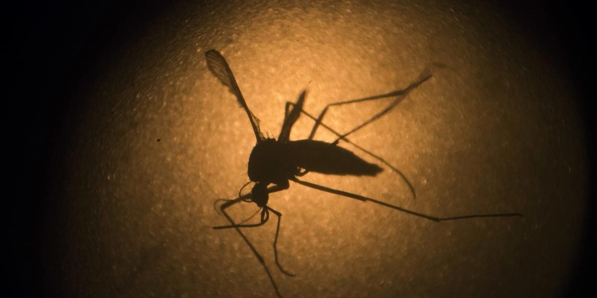 USA odporúčajú tehotným ženám, aby pre ziku necestovali do 11 štátov južnej Ázie