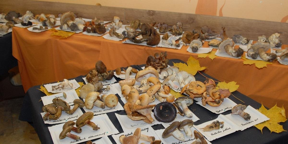 Na celoslovenskej výstave húb predstavili 238 druhov húb