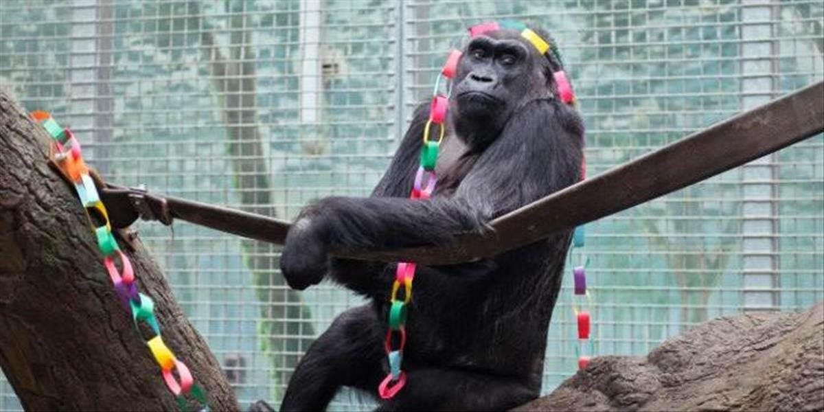 Najstaršej gorile žijúcej v ZOO sa narodilo ďalšie pravnúča