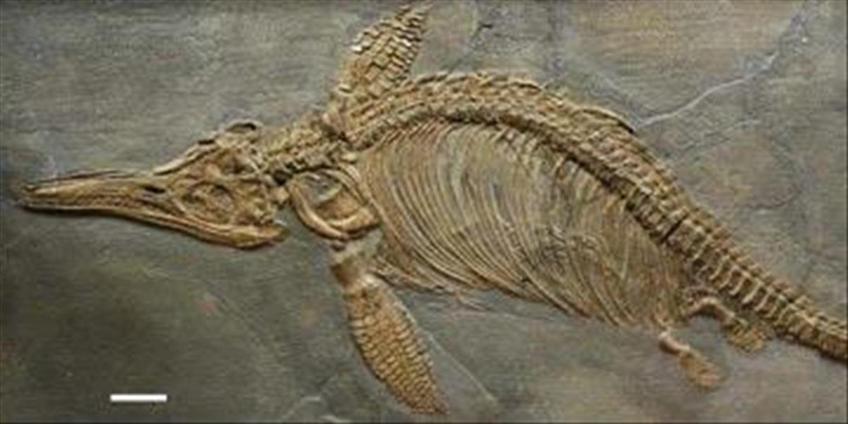 FOTO Paleontológovia popísali ďalšie dva druhy ichtyosaurov