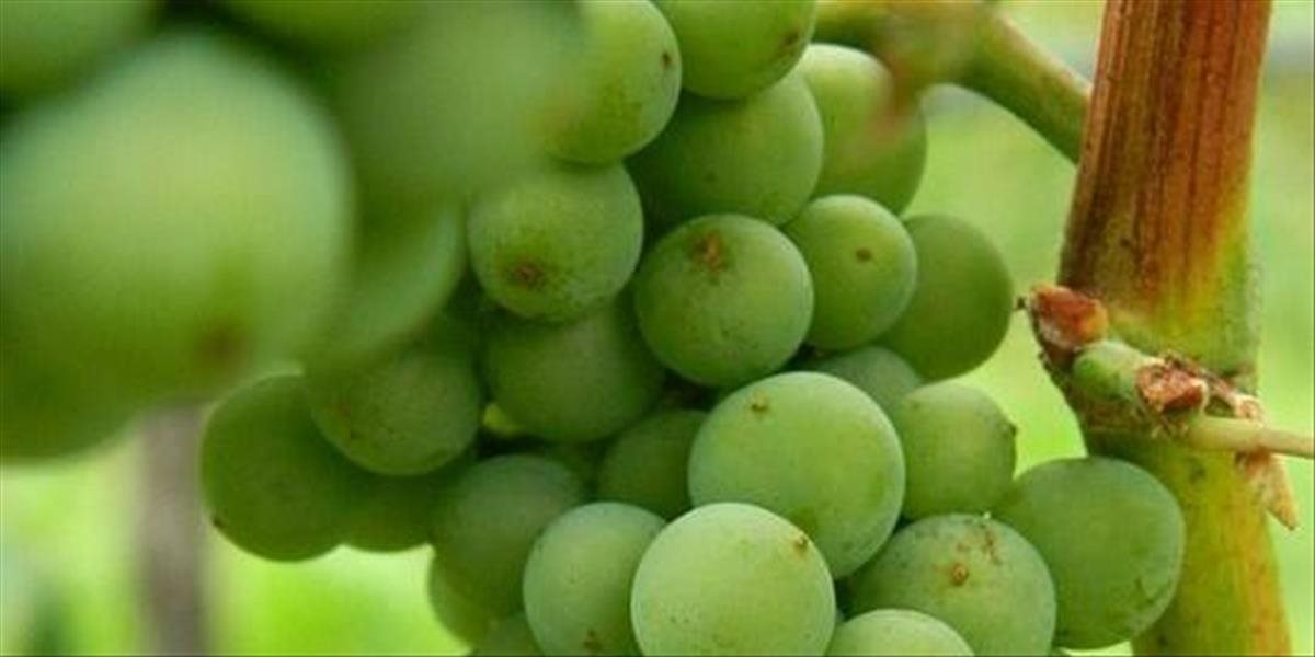Vinohradníkom v nitrianskom regióne zobrali mrazy väčšinu úrody