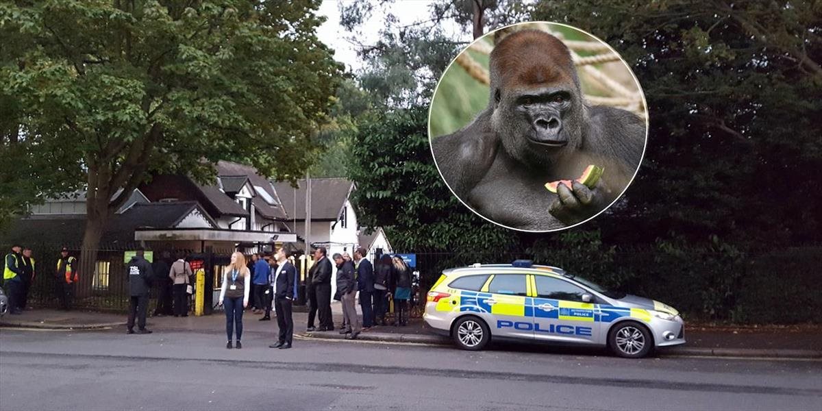 VIDEO Panika v londýnskej zoo: Z výbehu utiekla gorila, ľudia boli evakuovaní