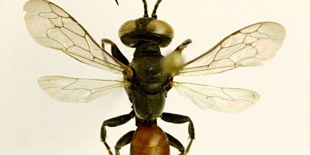 V Čechách objavili "včeláka českého" - nový druh hmyzu nikde inde v Európe nie je