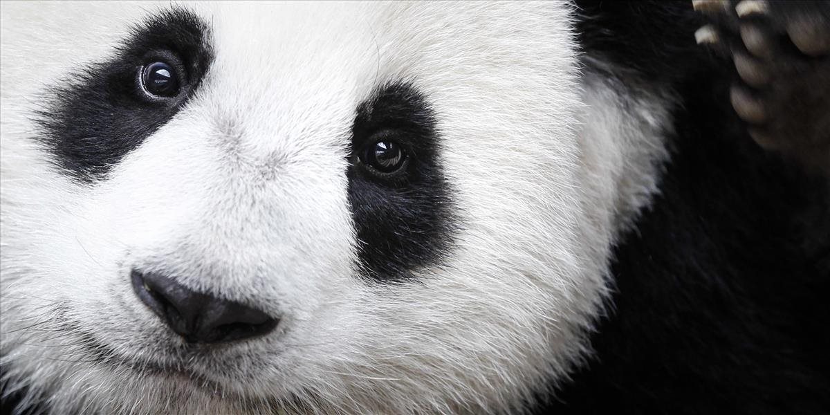 Najstaršia panda chovaná v zajatí zomrela vo veku 38 rokov v Hongkongu