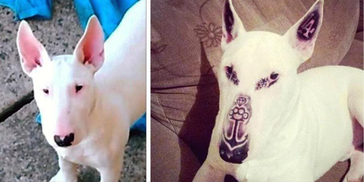 Tatér potetoval svojho psa pre absorudný dôvod, čelí obvineniam z týrania zvierat