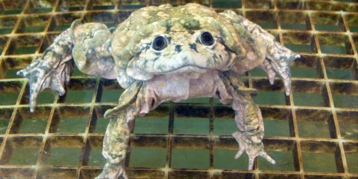 V Peru vyšetrujú masový úhyn kriticky ohrozenej žaby