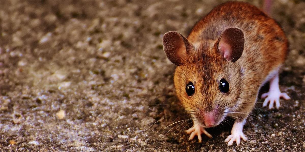 Japonskí vedci vytvorili z buniek pokožky myší vajíčka