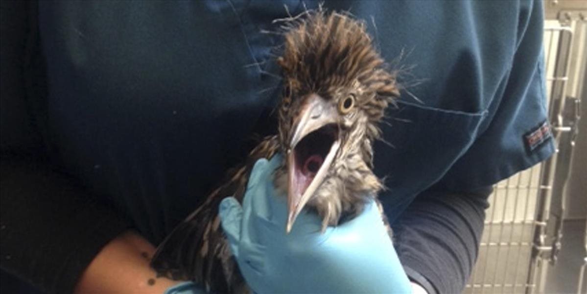 V Zoo v Naí Dillí zúri vtáčia chrípka, pre verejnosť ju zatvorili