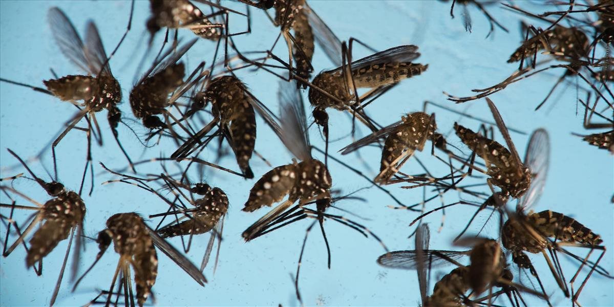 V častiach vietnamského Hočiminovho Mesta vyhlásili stav epidémie vírusu zika