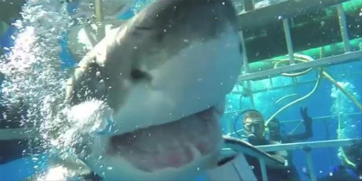 VIDEO Horor pod vodou: Žralok sa dostal do klietky k potápačom a odrezal ich od kyslíku