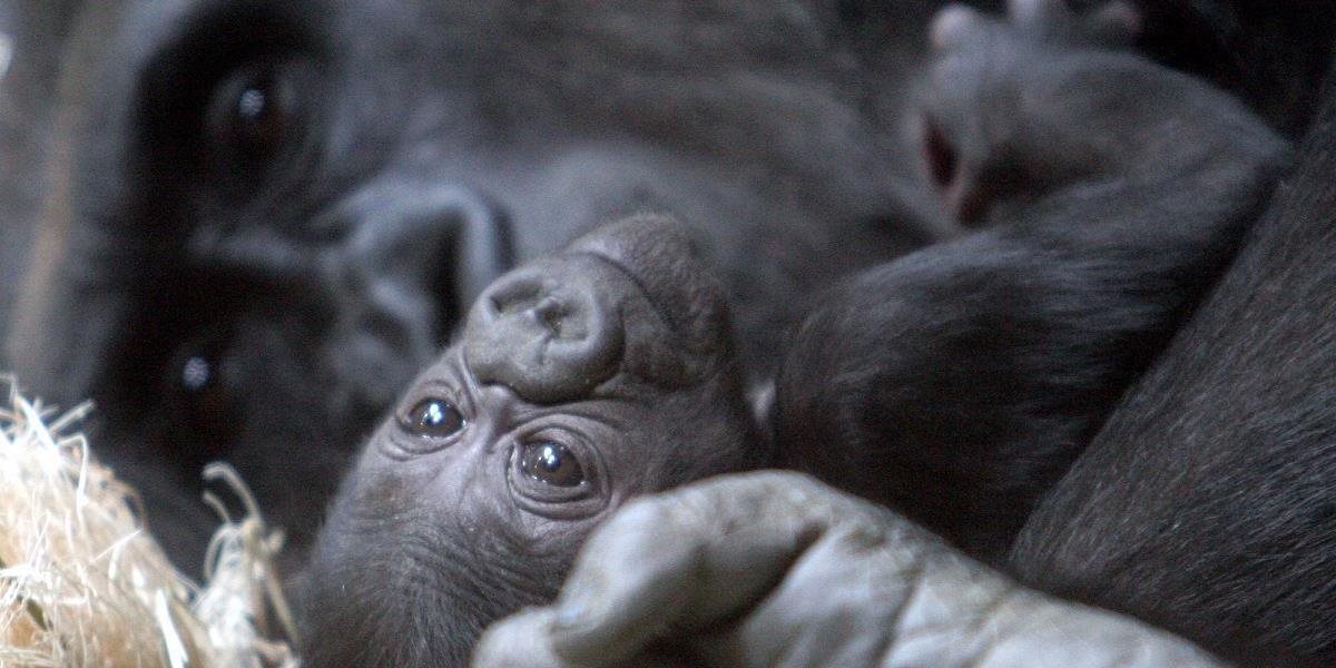 V zoo v San Diegu sa narodilo mláďa gorily