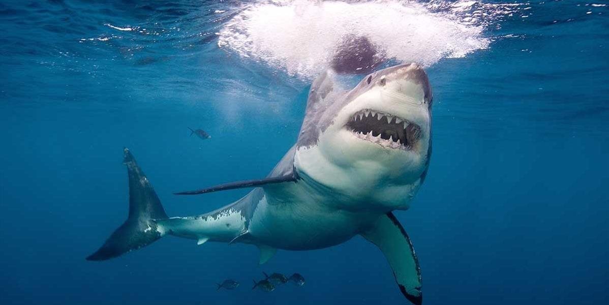 Žralok napadol v Austrálii už tretieho človeka za mesiac