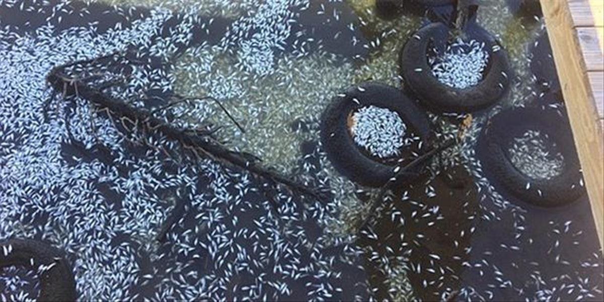 Za desiatky tisíc mŕtvych rýb na brehoch rieky False môže studený front