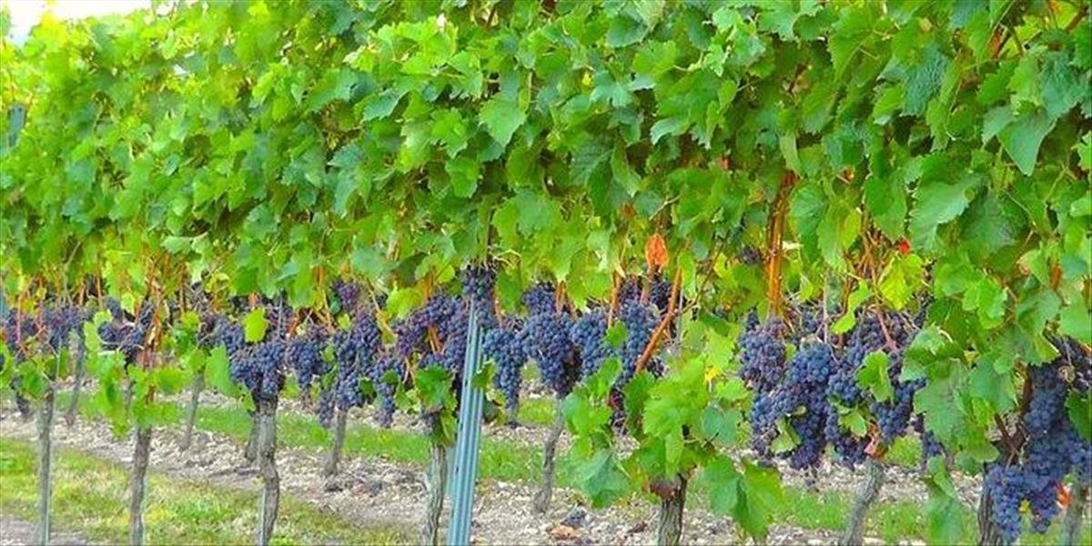 Škorce vo veľkom ničia hrozno, vinohradníci chcú požiadať o výnimky na ich odstrel