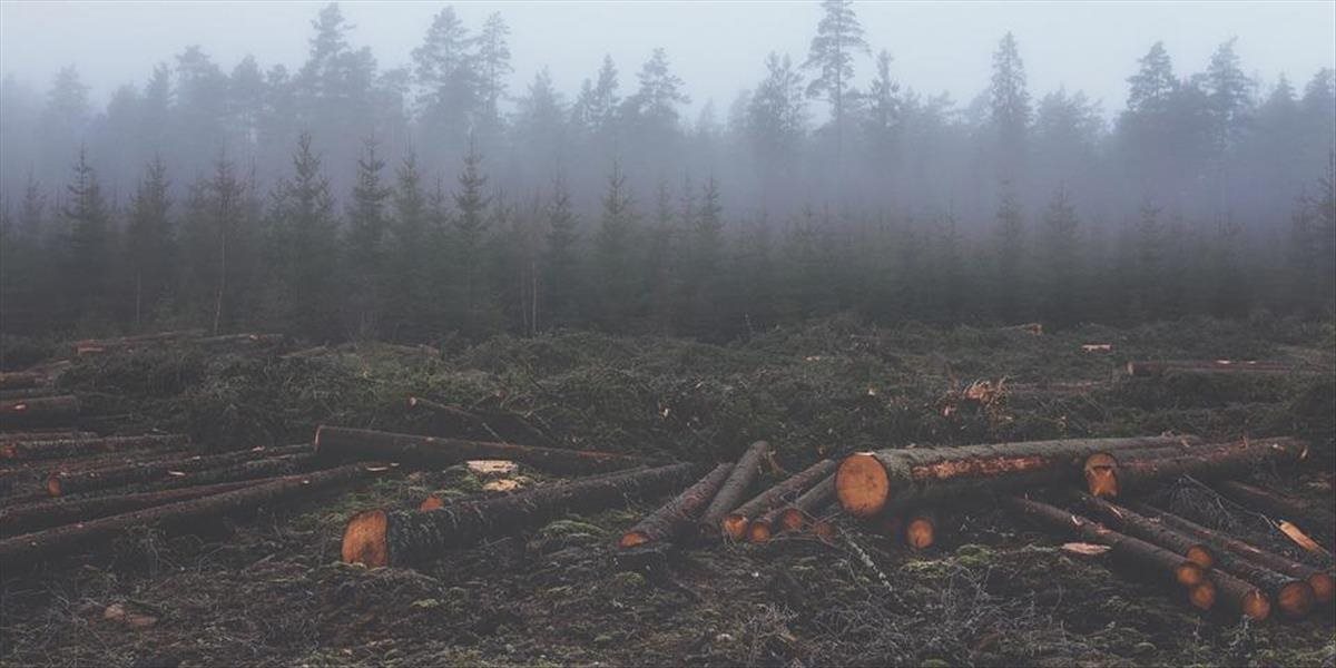 Vládni experti na pôde OSN rokujú o zmiernení globálneho odlesňovania