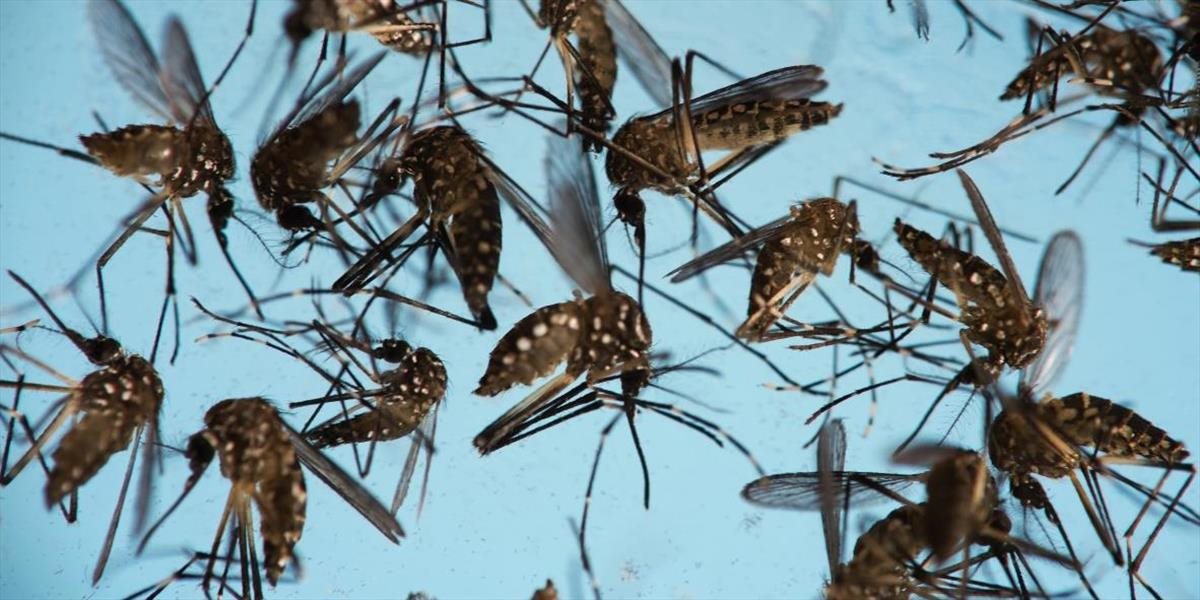 V Mjanmarsku zaznamenali prvý prípad nakazenia vírusom zika