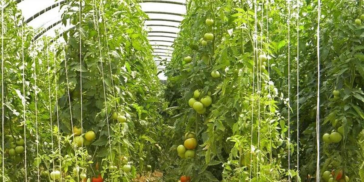 Pestovanie rajčín v rozšírených skleníkoch v obci Bruty zamestná 30 ľudí