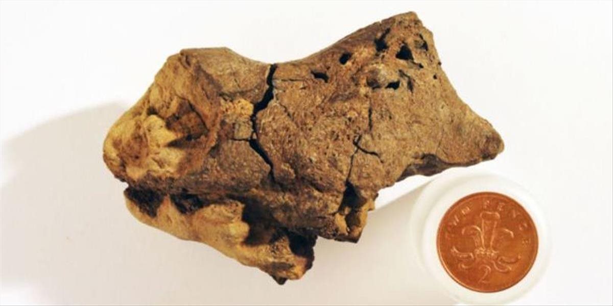 Vedci svetu ukázali prvú fosíliu mozgového tkaniva dinosaura