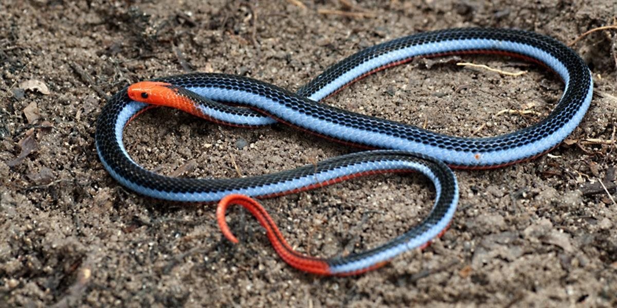 Smrteľne jedovatý had môže poskytnúť účinný liek proti bolesti