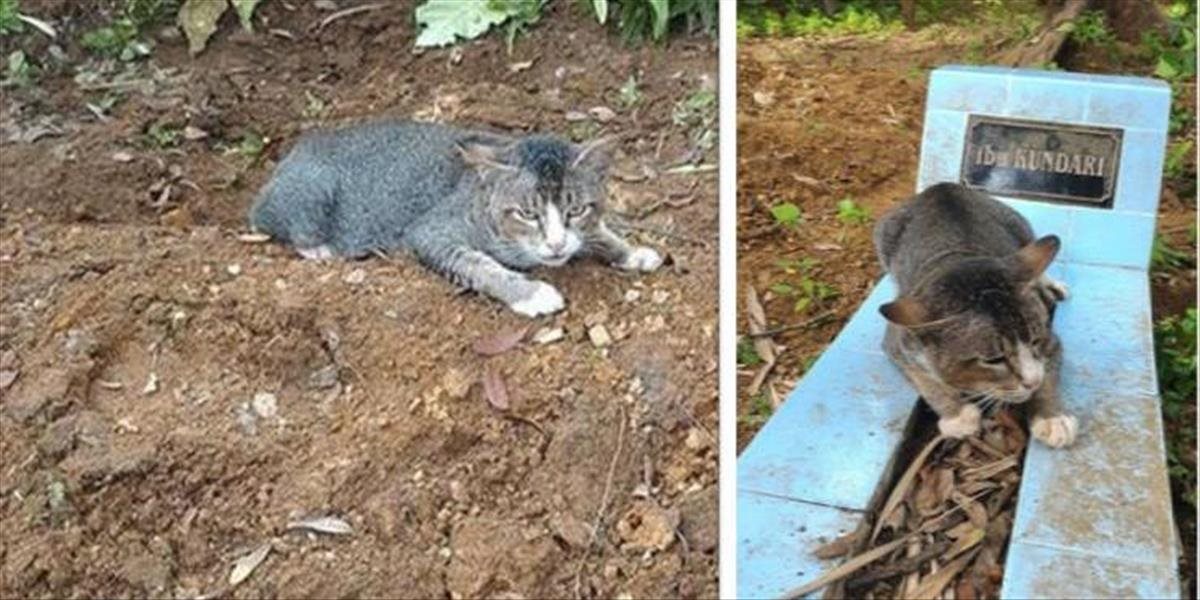 Srdcervúce FOTO Táto smutná mačka už vyše roka leží na hrobe svojej pani