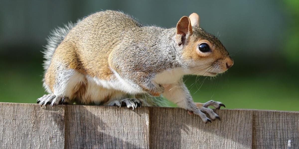 Predčasné hlasovanie v Ohiu narušila veverička, ktorá vyradila hlasovacie stroje