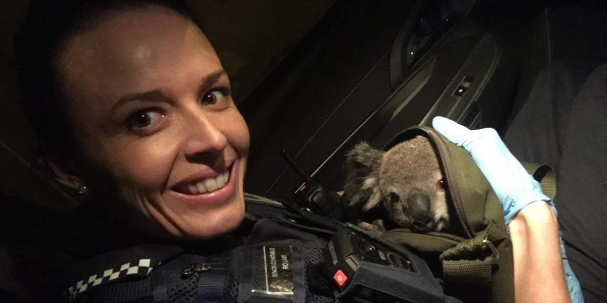 FOTO Pri cestnej kontrole našli žene v taške mláďa koaly