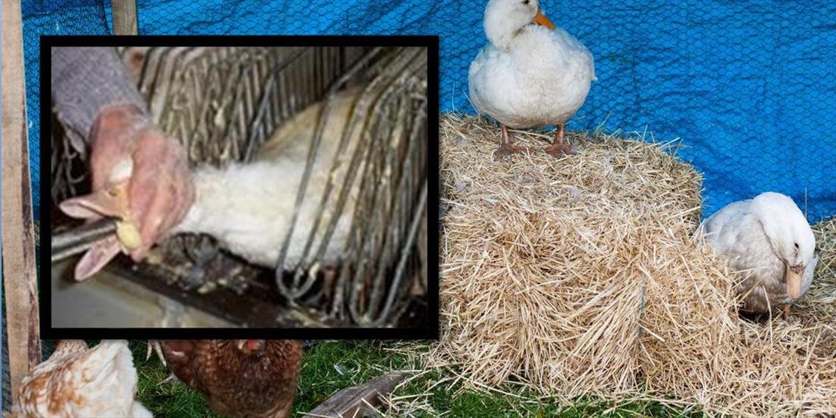 Sloboda zvierat pokračuje v kampani proti násilnému výkrmu husí a kačíc