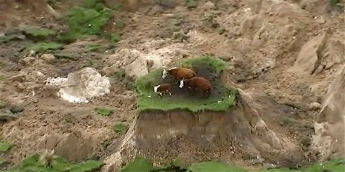 VIDEO Kravy mali obrovské šťastie: Prežili ničivé zemetrasenie na Novom Zélande
