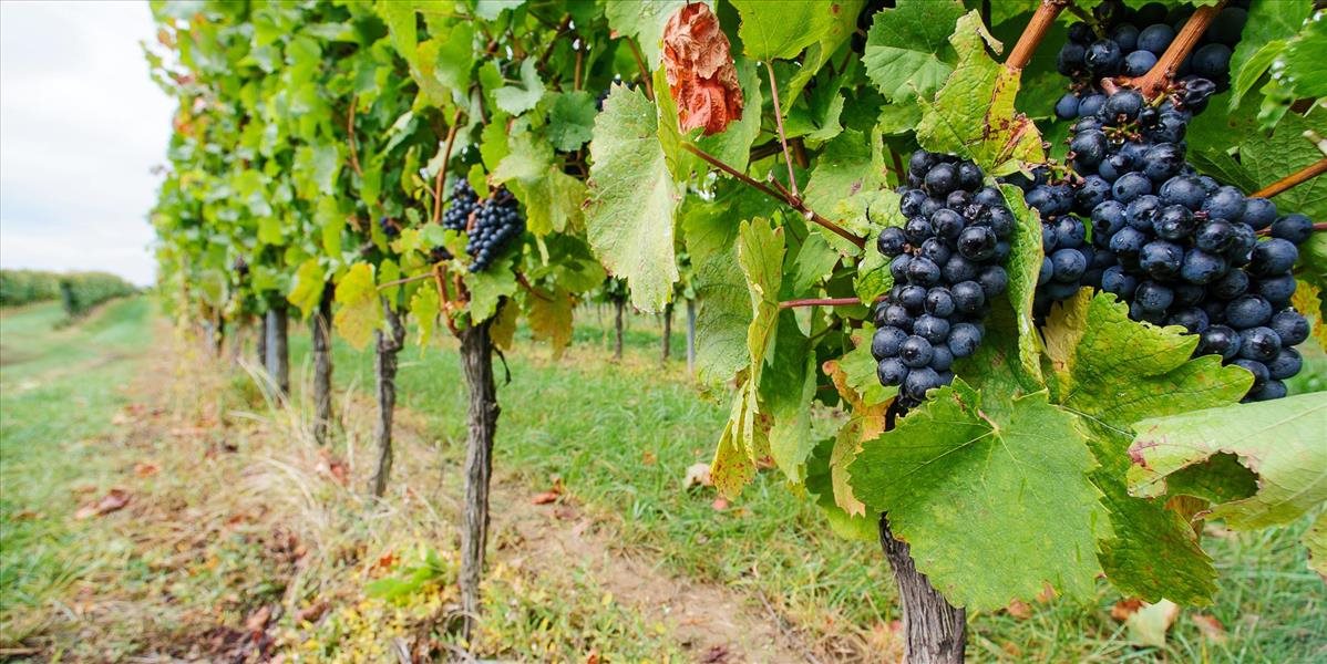 Premiér Fico: Výrobcovia slovenských vín urobili za posledné roky obrovské pokroky