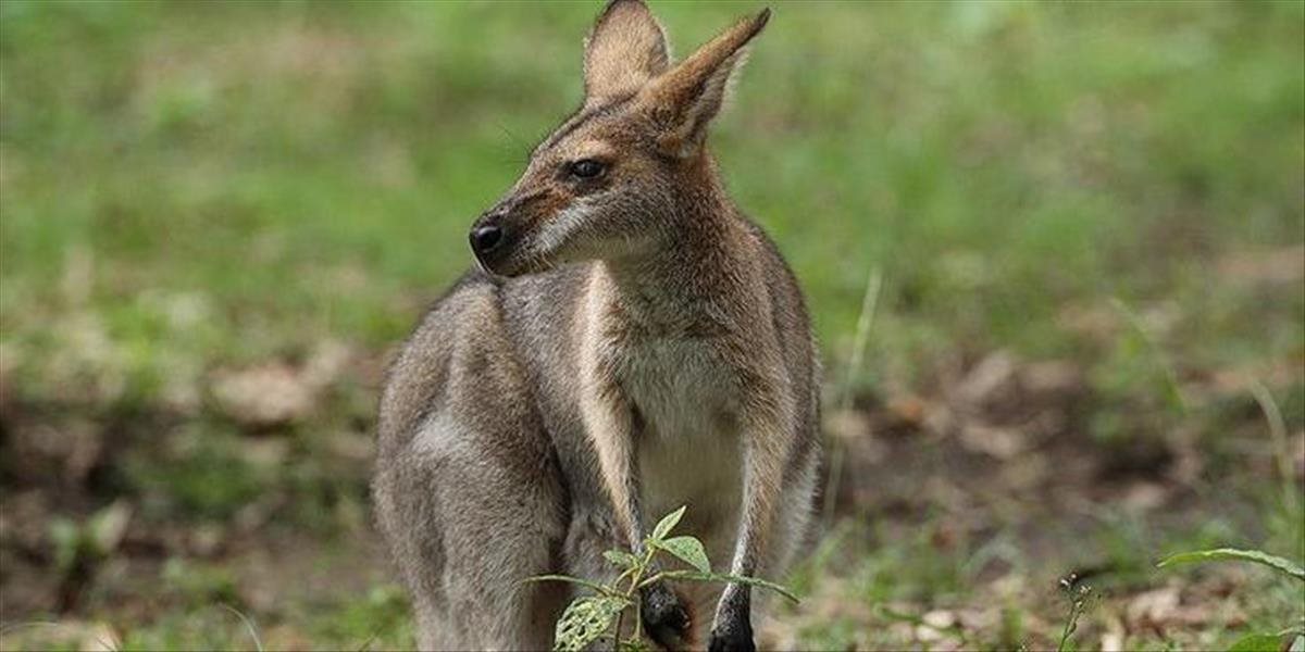 Bojnická zoo začala chovať nový druh - kenguru svižnú