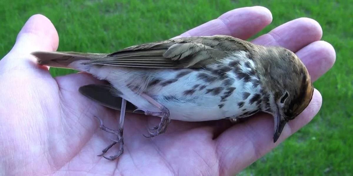 Slovensko pritvrdzuje v boji proti vtáčej kriminalite