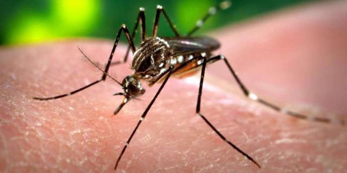 WHO zrušila celosvetový núdzový stav vyhlásený kvôli zike