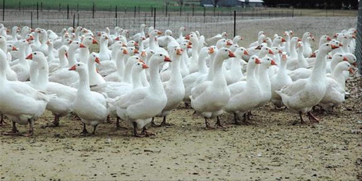 Na dvoch nemeckých farmách utratia okolo 8800 husí, vyskytla sa tam vtáčia chrípka