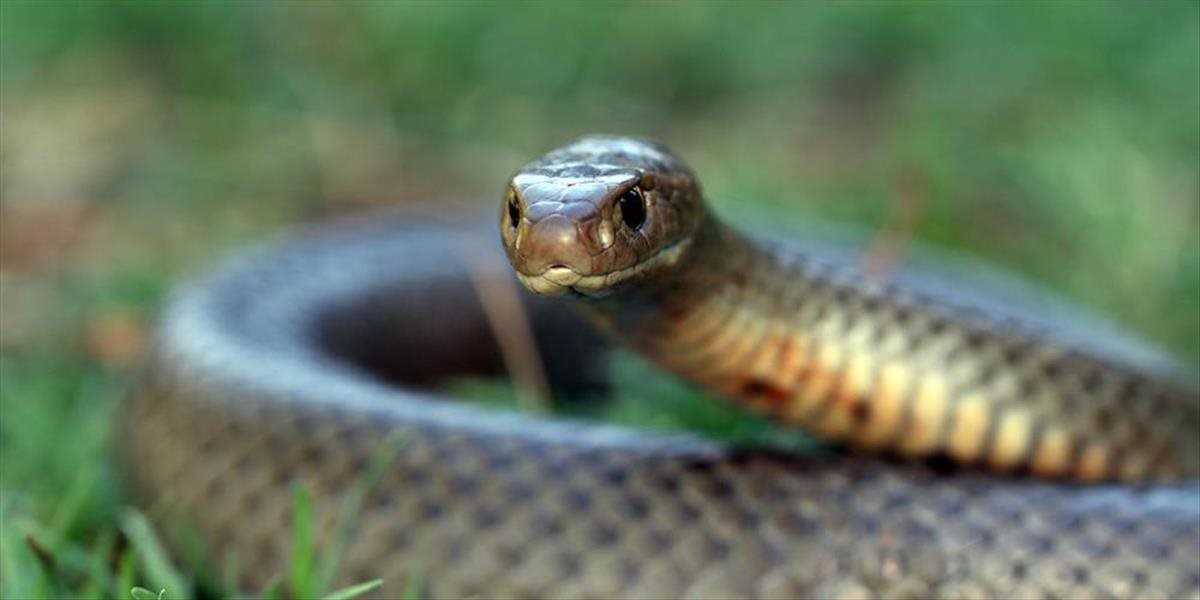 Najnešťastnejší muž v Austrálii: Pohrýzol ho jedovatý had dvakrát počas troch dní