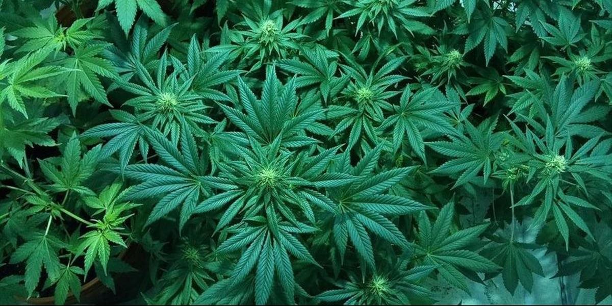 Holandsko mení postoj k legálnemu pestovaniu marihuany