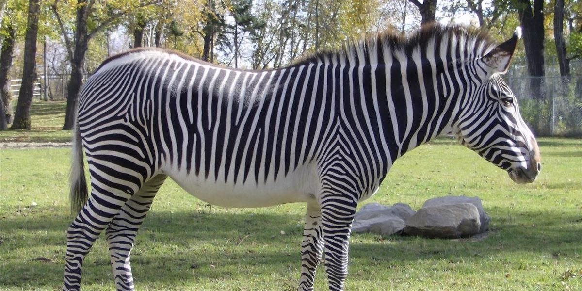 Zebra z košickej zoo skončí v Moldavskej republike