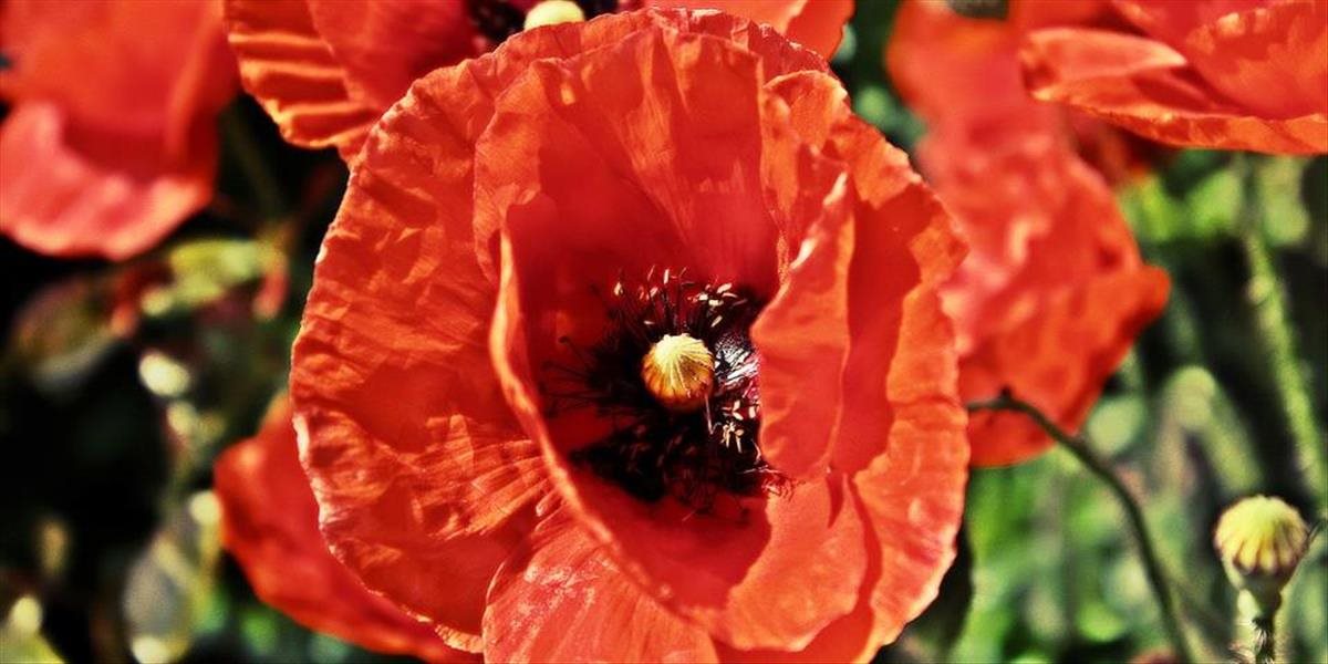 Aj Walesanom a Severným Írom hrozí pokuta za emblém s  makovými kvetmi