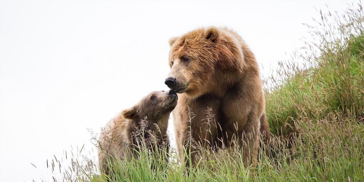 Mimoriadnu situáciu v Tatrách vyhlásenú pre medvede plánujú odvolať