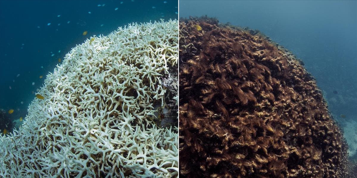 Teplá voda vo Veľkej koralovej bariére spôsobila najväčší úhyn koralov