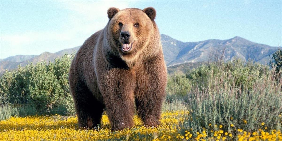 Medvede išli spať, krízový štáb mesta Vysoké Tatry odvolal mimoriadnu situáciu