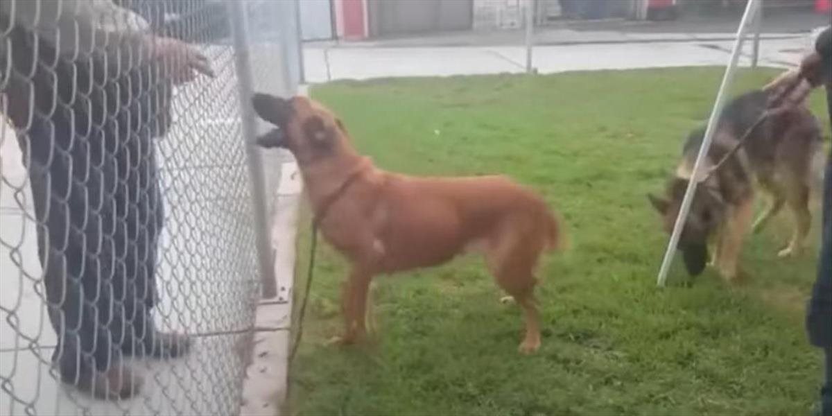 VIDEO Bezcitné tvory: Opustený pes v útulku spoznal svojich majiteľov ale oni si prišli vybrať iného