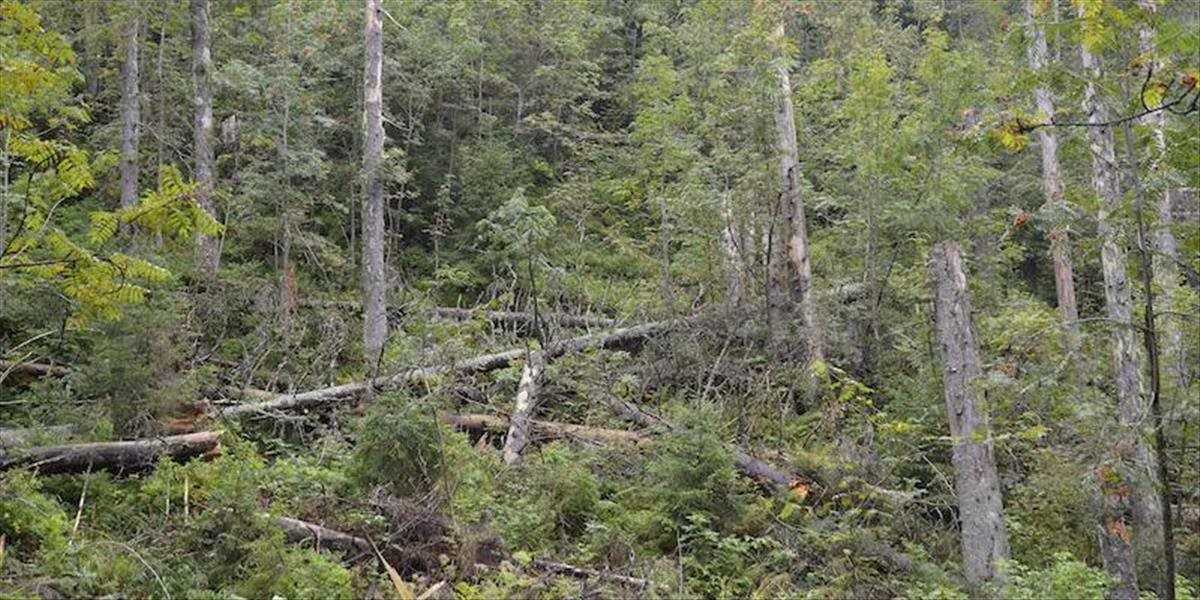 Tragédia v košických Mestských lesoch: Muža zabil strom