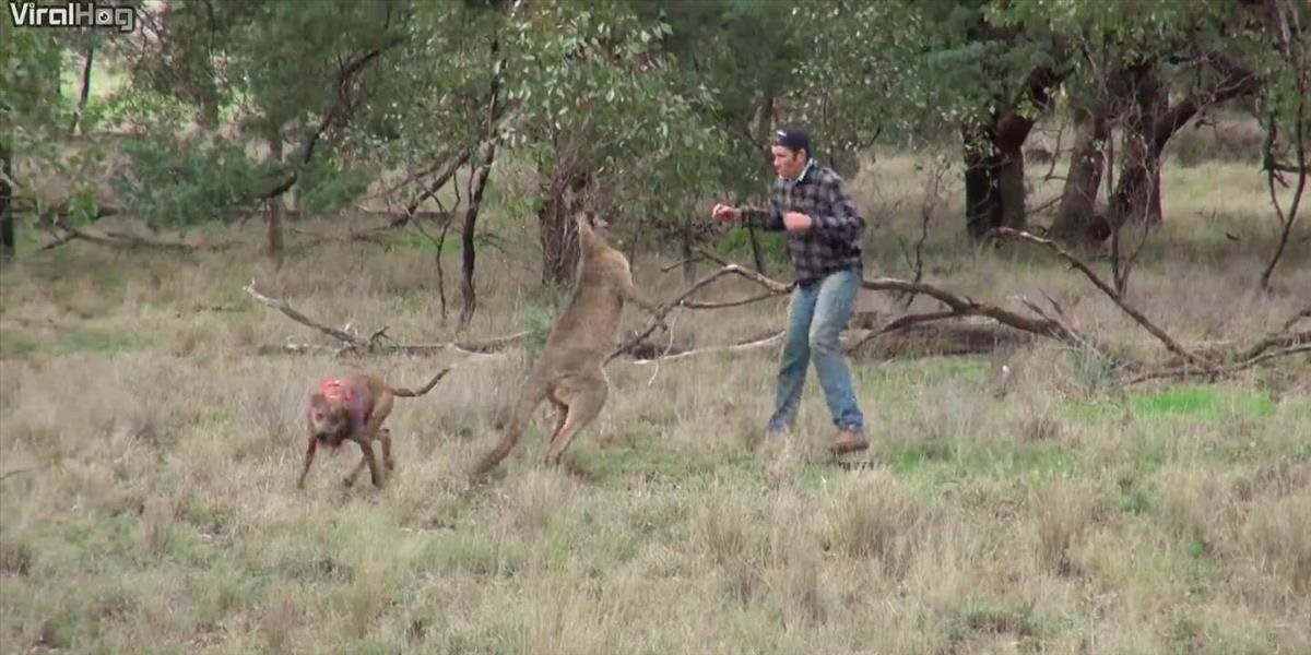 VIDEO Muž zachránil svojho psa zo spárov agresívneho klokana, udrel ho do tváre